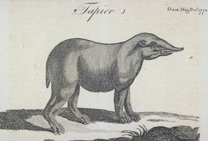 Tapir, uit 